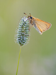 Essex Skipper