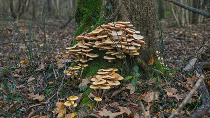 Gruppi di funghi nel bosco in autunno, in primo piano