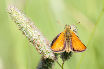 Essex Skipper