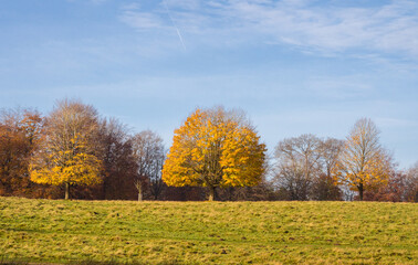 Beautiful autumn colours on trees at Tatton Park, Knutsford, Cheshire, UK