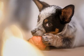 Australian cattle dog puppy playing at home. 