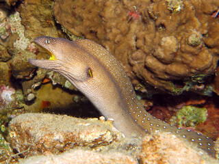 A Yellowmouth moray Gymnothorax nudivomer outside its burrow