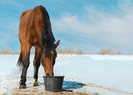 The horse is drinking a water from the plastic bucket on the background of the snowy landscape.