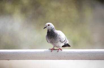 White and gray pigeon sitting on white bar with copy space in background