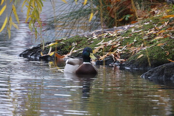 The duck is swimming by the shore