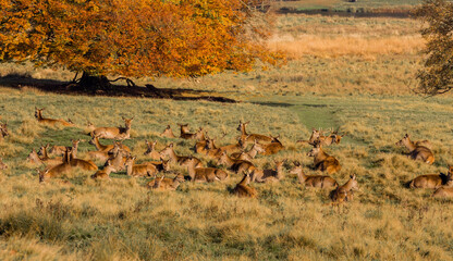 Large group of doe female deer at Tatton Park, Knutsford, Cheshire, UK