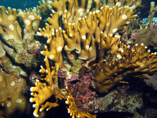 A net fire coral Millepora dichotoma with round feeding  scars made by the Leopard blenny Exallias brevis
