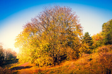 Fototapeta premium Park with orange and yellow leaves on trees - fall foliage