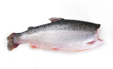 salmon on white background. red fish. fresh trout for cooking.