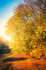 Fototapeta na wymiar Park with orange and yellow leaves on trees - fall foliage