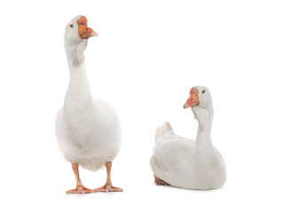 male and female geese isolated on white background