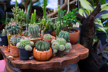 Fototapeta na wymiar Close up Cactus garden in the backyard.