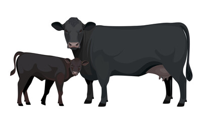 Farm animal - Cow with Calf. Aberdeen Angus - The Best Beef Cattle Breeds. Vector Illustration.