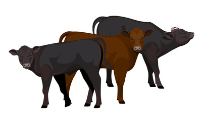 Farm animal - Calf. Aberdeen Angus - The Best Beef Cattle Breeds. Vector Illustration.