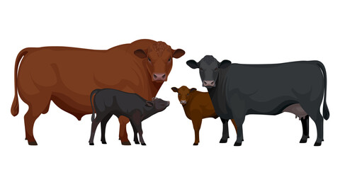 Set Bull, Cow, Calf. Aberdeen Angus - The Best Beef Cattle Breeds. Farm animals. Vector Illustration.