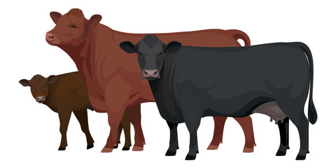 Set Bull, Cow, Calf. Aberdeen Angus - The Best Beef Cattle Breeds. Farm animals. Vector Illustration.