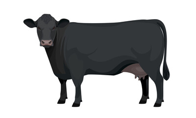 Farm animal - Cow. Aberdeen Angus - The Best Beef Cattle Breeds. Vector Illustration.