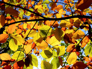 colorful leaves 03