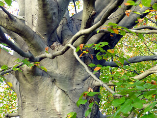 Tree trunk