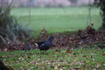 Coot on the grass