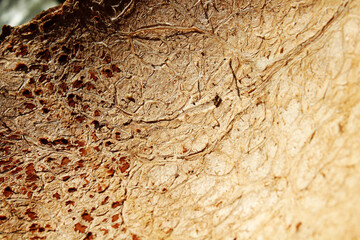 Wood texture of cut tree. Close up.