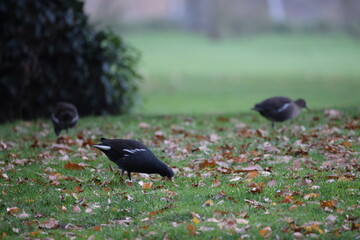 Coats on the grass