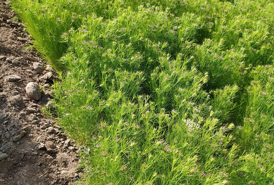 Beautiful yellow flowers of cumin crop, CUMIN seeds plant, jeera tree, Jira farm, Jeera biz, fluffy volume bush of cumin (zira) on a farming in INDIA
