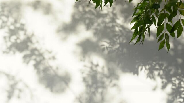 Reflections of green leaves of trees. Natural sun shadows overlay on white texture of old weathered wall background. Abstract 4k video backdrop.