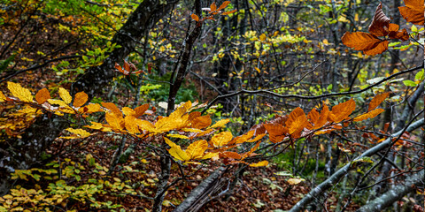 Hojas otoñales en el bosque