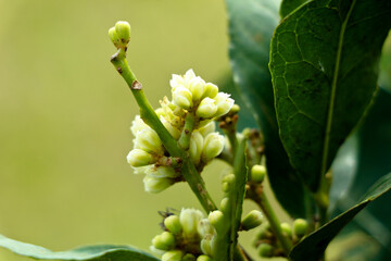 Flower of rum berry or  ash sheora plant