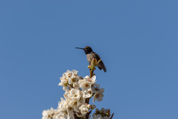 Hummingbird Perched on Fruit tTree Blossoms