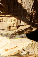 Cut off tree trunks close up