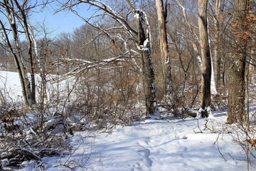 a walk in the winter woods
