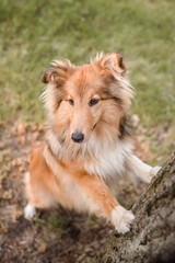 Beautiful Shetland sheepdog (Sheltie) dog outdoor