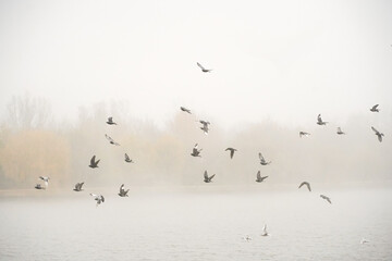 Birds on the lake, in autumn, in a foggy morning in a park in Bucharest