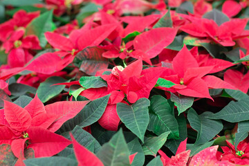 Red poinsettia flowers or christmas star