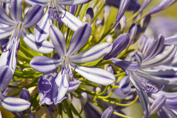 Blue flowering Agapanthus in a garden in Goettingen , Germany