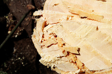 Cut off tree trunks close up