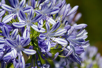 Blue flowering Agapanthus in a garden in Goettingen , Germany