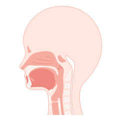 頭部_矢状断_口腔のイラスト