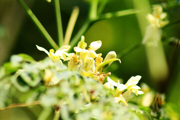 Moringa flower on the tree. Moringa oleifera can use for herb.
