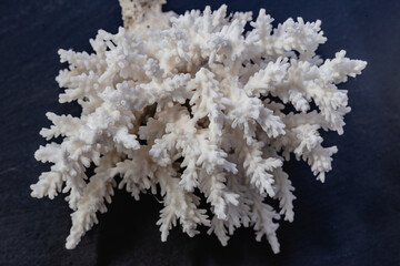 White Sea Coral on a black background