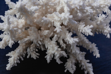 White Sea Coral on a black background