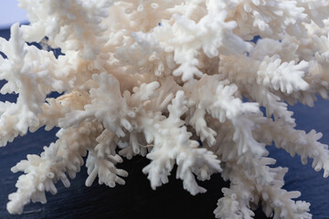 White Sea Coral on a black background