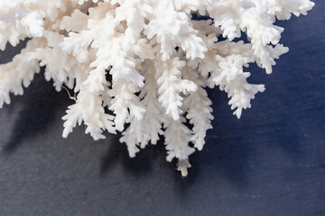 White Sea Coral on a black background