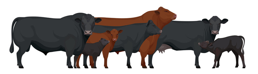 Farm animals - Herd of Bull, Cow, Calf. Set Aberdeen Angus - The Best Beef Cattle Breeds. Vector Illustration.