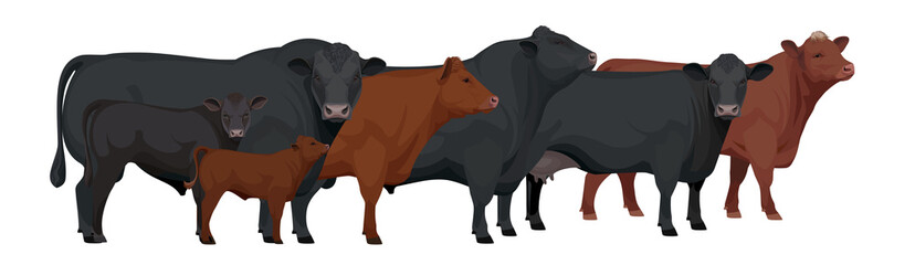 Farm animals - Herd of Bull, Cow, Calf. Set Aberdeen Angus - The Best Beef Cattle Breeds. Vector Illustration.