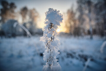 Dry branch of grass in the snow. Winter sunset in the forest. Blurred background.