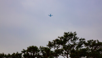airplane in flight over the pine trees