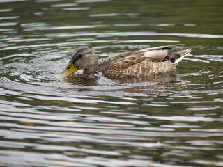 Ánade en el Miño, Ourense.